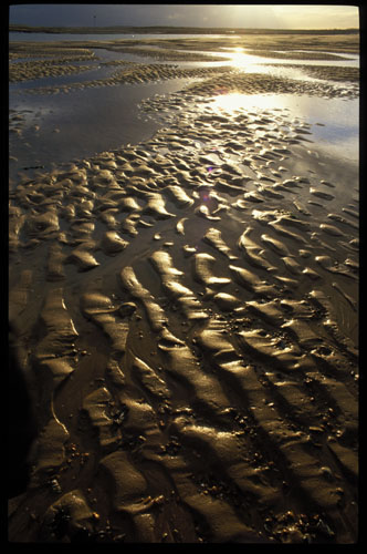 sandripples