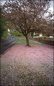 Stanneylands Road Flowering Cherry